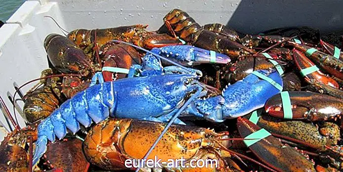 wiejskie życie - Massachusetts Lobsterman Przechwytuje rzadkiego szafirowego niebieskiego homara