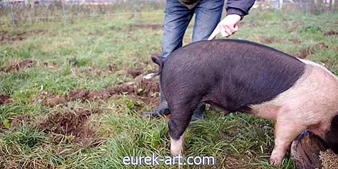 Šis vaizdo įrašas dalija linksmą kiaulės uodegos tiesinimo paslaptį