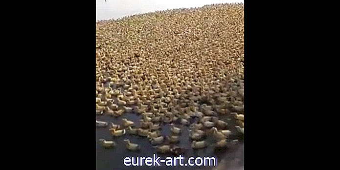 Моля, насладете се на това безумно видео на 5 000 патици, тичащи в езерце