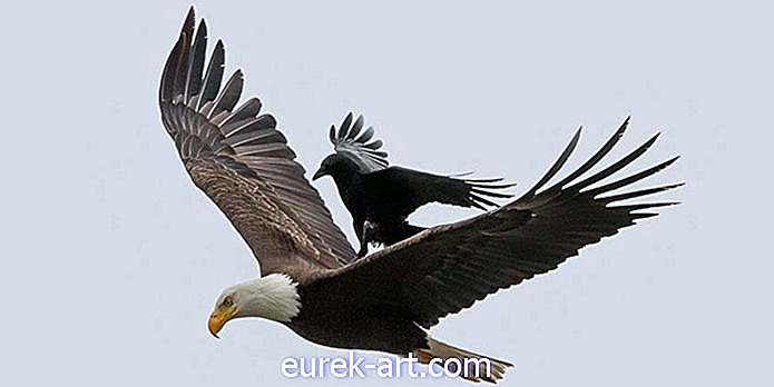 Тези невероятни снимки показват, че в гърба на орел се движи ворона