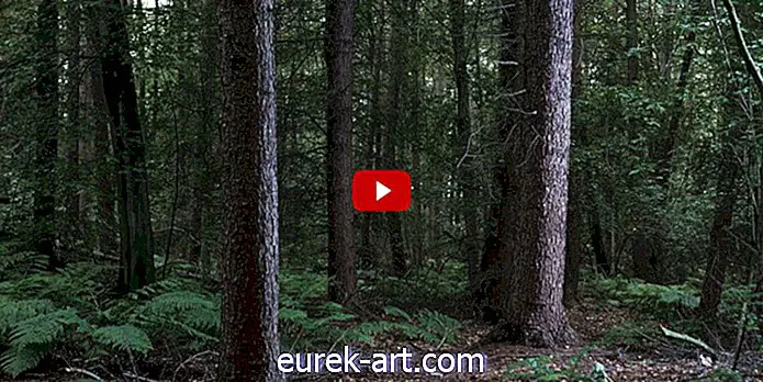 Ta neverjetni videoposnetek gozdnega dna "diha" razburi naš um