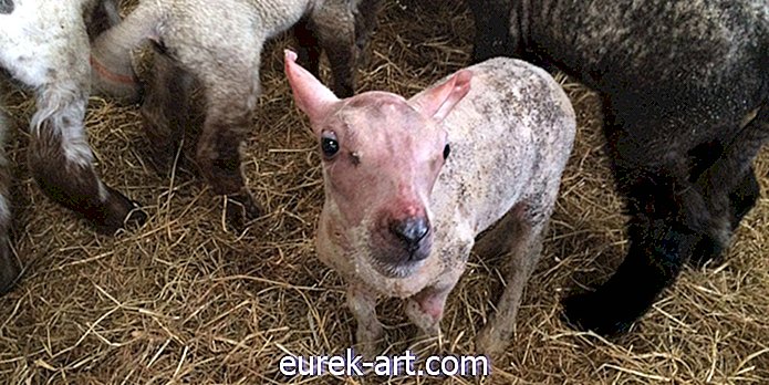 Questo agnellino abbandonato, nato senza felpa, ha appena ricevuto un cappotto personalizzato