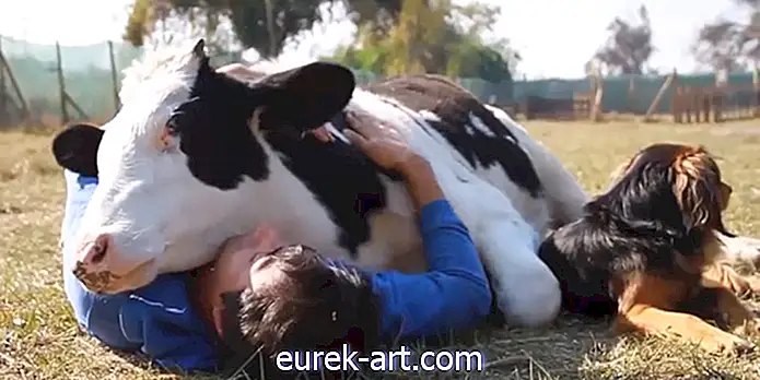 Bekijk deze koe knuffelen met de redders die hem uit het slachthuis hebben gered