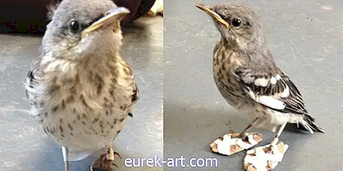 vidéki élet - Itty-Bitty sérült madár visel Itty-Bitty hótalp viselni