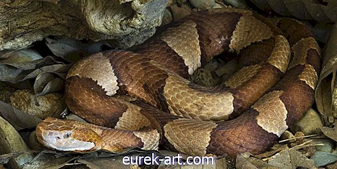 5 lietas, kas jums jāzina par Copperhead čūskām
