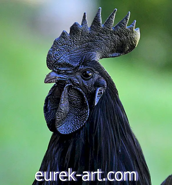 Ce poulet "Goth" rare est le dernier engouement dans le monde de la volaille