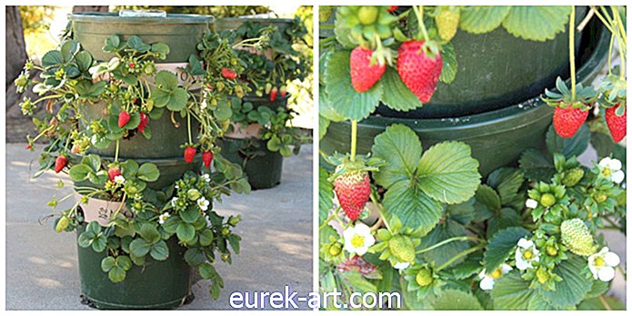 C'est le moyen le plus intelligent de cultiver des fraises à la maison