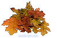 trabalhos manuais - Como secar folhas de outono para manter uma cor brilhante