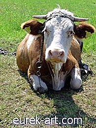 Kakšna je razlika med kravjo in usnjem?
