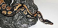 Kuinka tehdä Python-käärmepuku lapsille