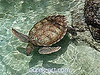 Ofícios da arte da tartaruga de mar do papel 3D