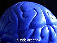 artesanía - Cómo hacer un molde cerebral