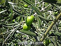 Kā padarīt olīvu drab zaļo krāsu