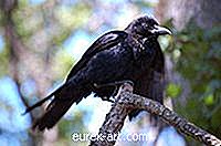 Cum să faci un Crow negru decorativ