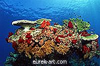 Hvordan lage en Coral Reef Biome i en skoeske