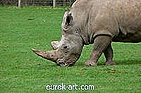 Kako narediti nosoroga roga s papirnato mačo