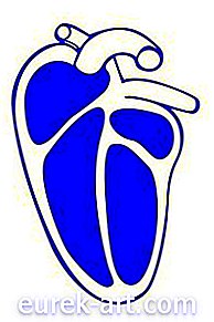 ремесел - Як створити власну модель людського серця