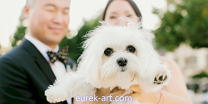مسلي - 25 طرق رائعتين لتشمل الكلاب في حفلات الزفاف