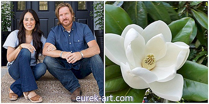Waarom Chip en Joanna hun bedrijven naar de magnoliaboom hebben genoemd