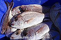 φαγητο ΠΟΤΟ - Πώς να ψήσετε το κόκκινο Snapper Ψάρια