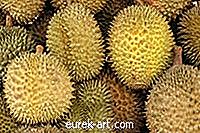 Cum să scufunzi un Durian într-o zi