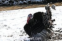 cibo bevanda - Come congelare e cucinare Wild Turkey