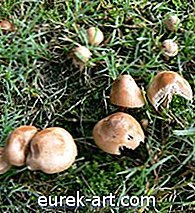 Jak identifikovat jedlé houby a houby