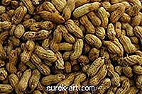 Cara Menyediakan Kacang Tanah Kacang