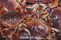 Hur ånga Dungeness Crab