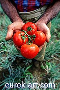 Cara Memelihara Salsa Tomato Segar
