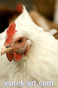 Mengeluarkan Tulang Leher Dari Ayam
