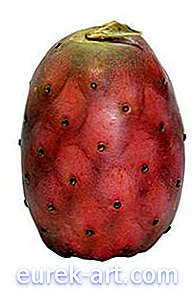 Jak De-Thorn prickly pear