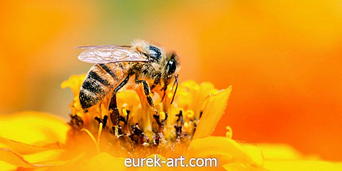 ételek és italok - A Honey Nut Cheerios eltávolította a méheket a gabona dobozából
