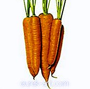 đồ uống thực phẩm - Pate cà rốt