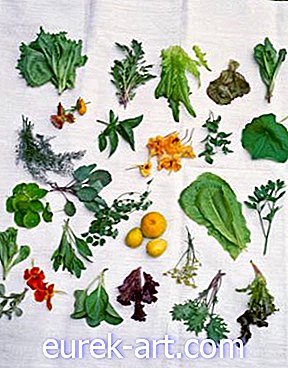 Barok Salata Yetiştiriciliği