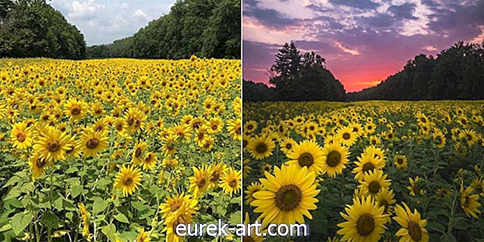 puutarharetket - Et halua missata näitä Marylandin auringonkukkia Peak Bloomissa