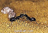 hage - Hvordan holde maur utenfor komfyren
