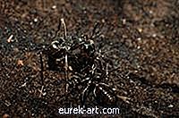 vrt - Kako ubiti požarne mravlje z domačimi pravnimi sredstvi