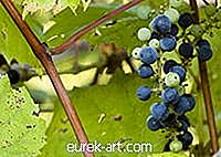 ogród - Jak zabić dziką winorośl winogronową