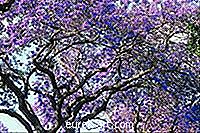 jardín - Enfermedad del árbol de jacarandá