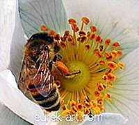 tuin- - Waar bevindt pollen zich in een bloem?