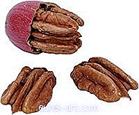 Apa Jenis Kacang Pohon Tumbuh di Florida?