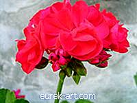puutarha - Merkitys punainen geranium