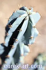 sodas - Kaktuso dalys