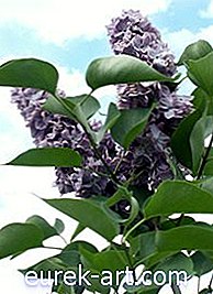 jardín - Bicarbonato de potasio para el mildiu polvoriento