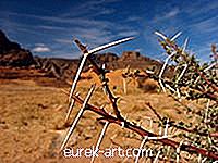 Tørrede ørkenplanter