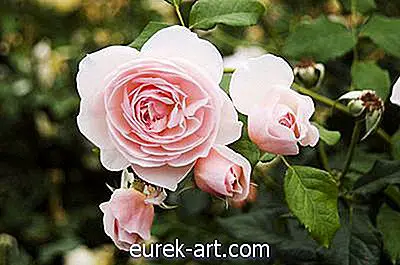 градина - Как да се лекува прахообразна мана върху розови храсти