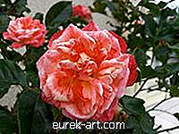 kert - A Rózsa előnyei