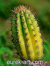Najlepšie svetlá pre pestovanie kaktusových rastlín vo vnútri