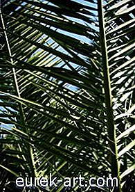 Bolezni na palmovih Pindo